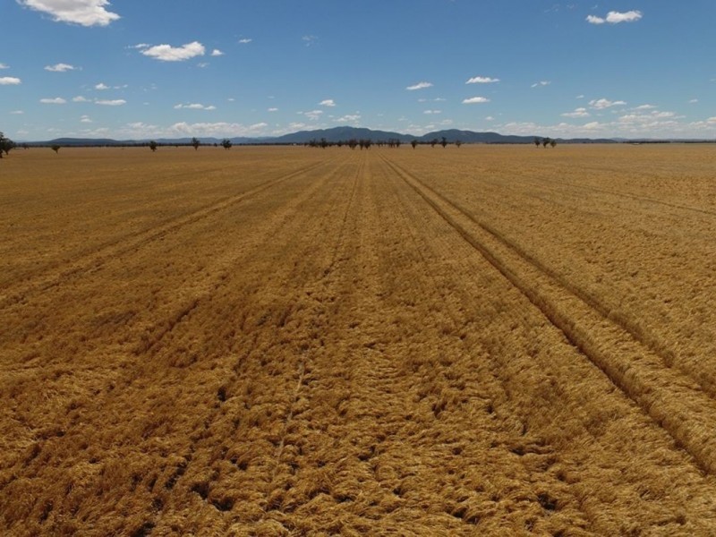 Weroona, Gunnedah NSW 2380