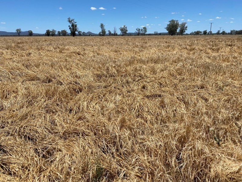 Weroona, Gunnedah NSW 2380