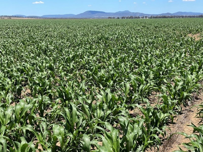 Weroona, Gunnedah NSW 2380