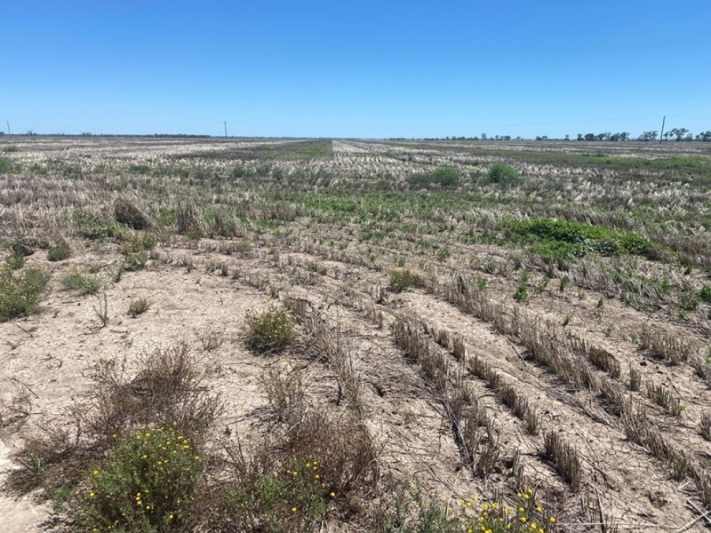 Congewoi, Walgett NSW 2832