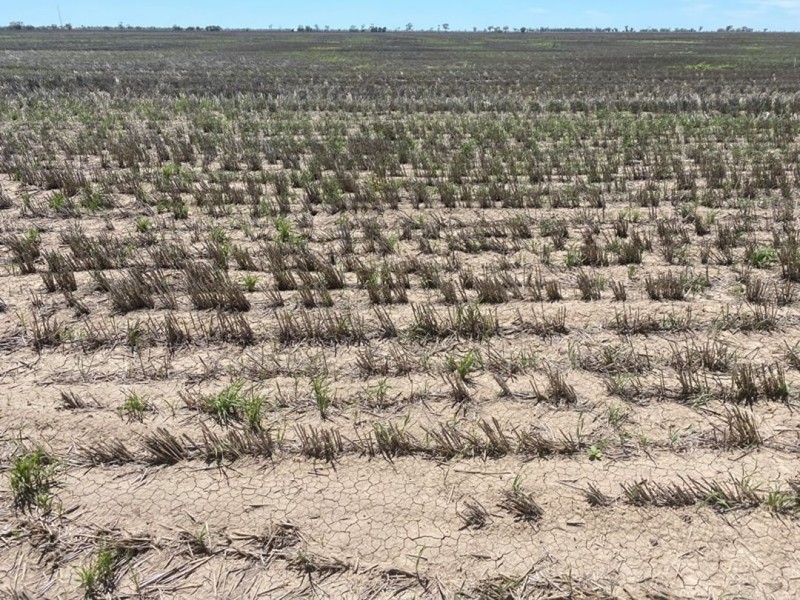 Congewoi, Walgett NSW 2832