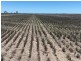 Congewoi, Walgett NSW 2832