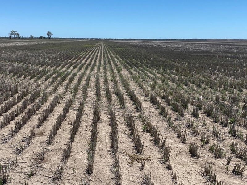 Congewoi, Walgett NSW 2832