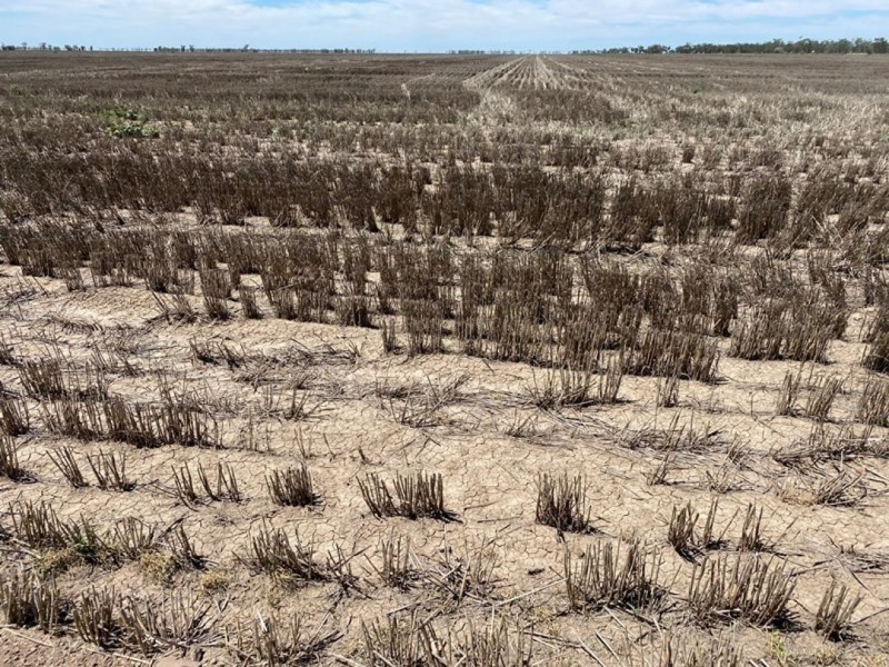 Congewoi, Walgett NSW 2832