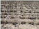Congewoi, Walgett NSW 2832