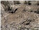 Congewoi, Walgett NSW 2832