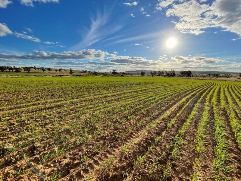 Bellevue Hill, Warialda NSW 2402