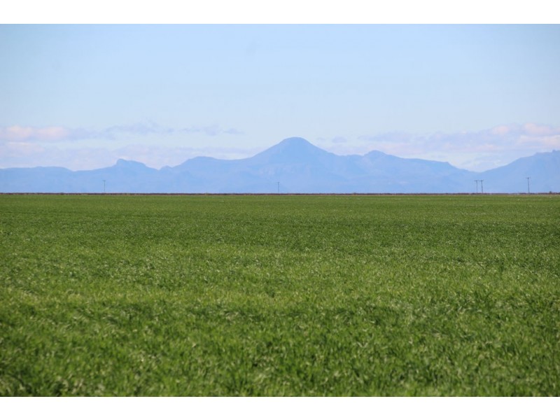 Milton Downs, Bellata NSW 2397