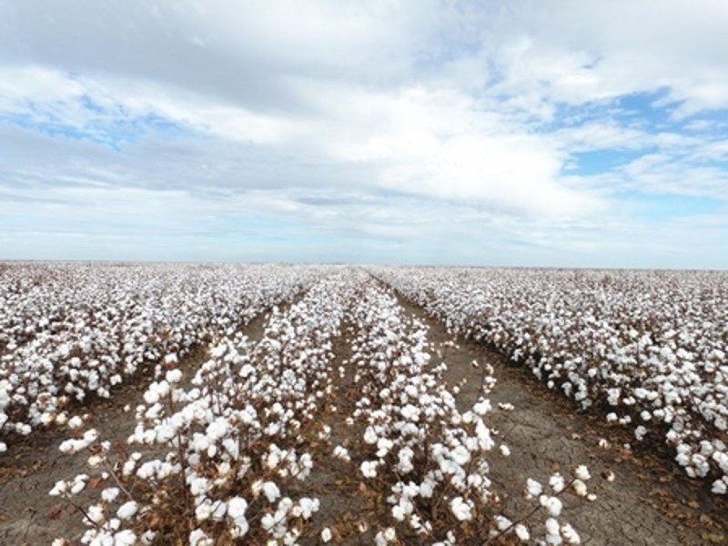 Milton Downs, Bellata NSW 2397