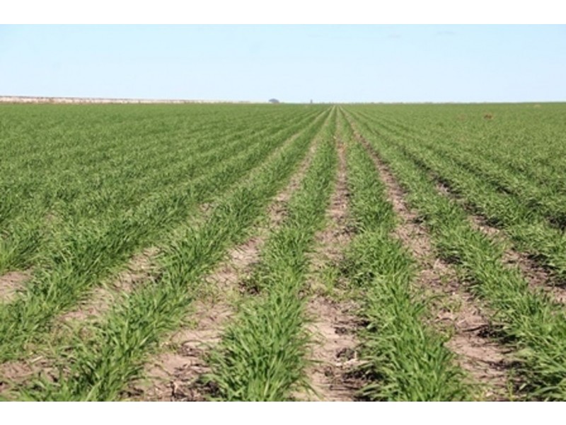 Milton Downs, Bellata NSW 2397