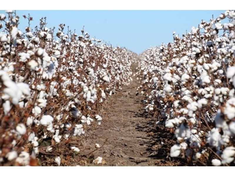 Milton Downs, Bellata NSW 2397