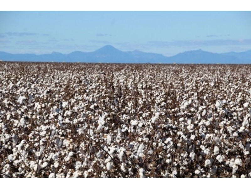 Milton Downs, Bellata NSW 2397