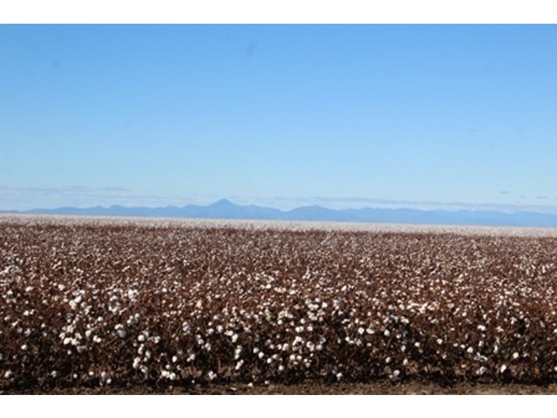 Milton Downs, Bellata NSW 2397