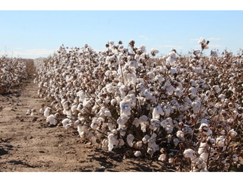 Milton Downs, Bellata NSW 2397