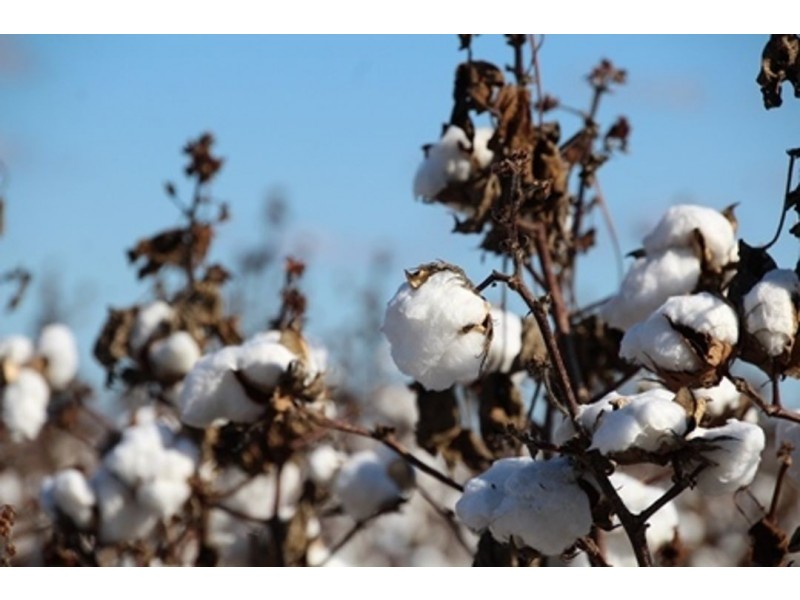 Milton Downs, Bellata NSW 2397