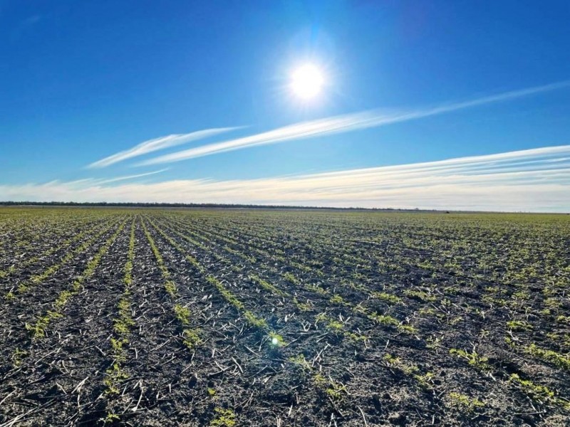 Roxburgh, Walgett NSW 2832