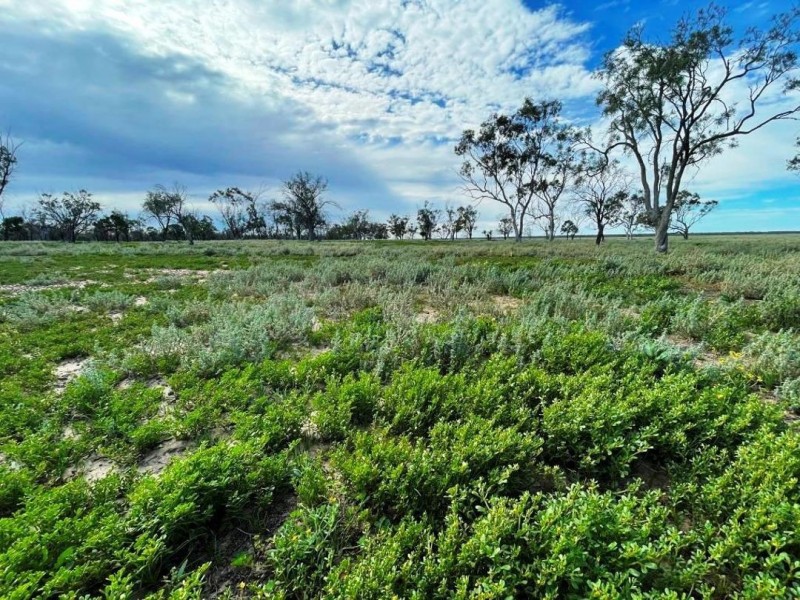Roxburgh, Walgett NSW 2832