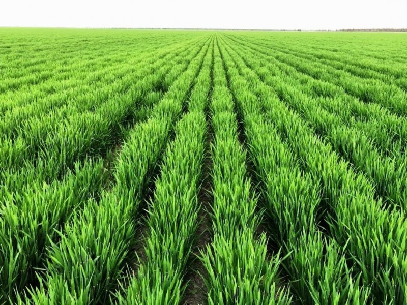 Roxburgh, Walgett NSW 2832