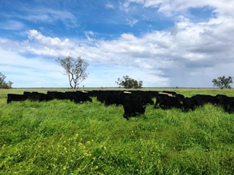 Roxburgh, Walgett NSW 2832