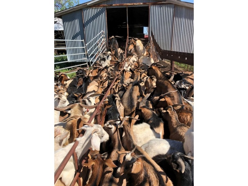 Roxburgh, Walgett NSW 2832