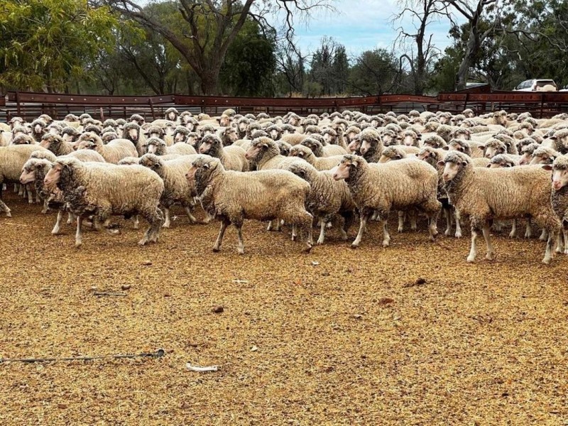 Roxburgh, Walgett NSW 2832