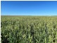 Tharlane, Wee Waa NSW 2388