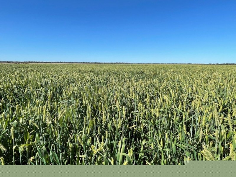 Tharlane, Wee Waa NSW 2388
