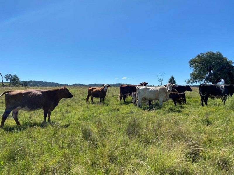 Little Plain, Bingara NSW 2404