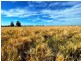 223 Wallanol Road, Moree NSW 2400