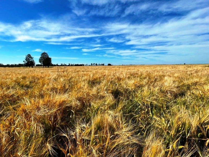 223 Wallanol Road, Moree NSW 2400
