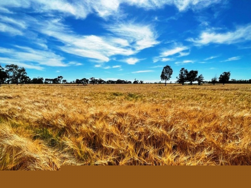 223 Wallanol Road, Moree NSW 2400
