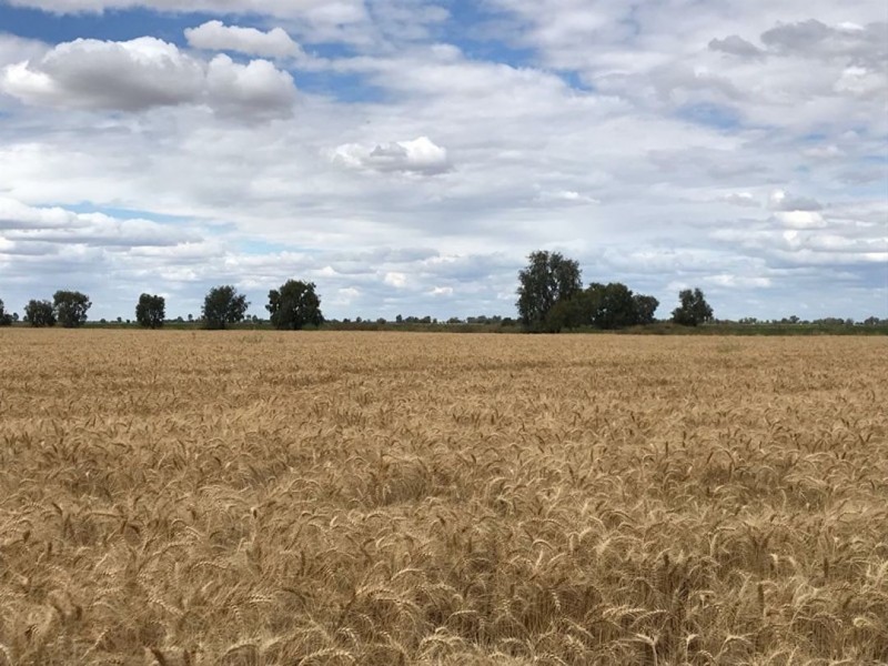 Willandra, Moree NSW 2400