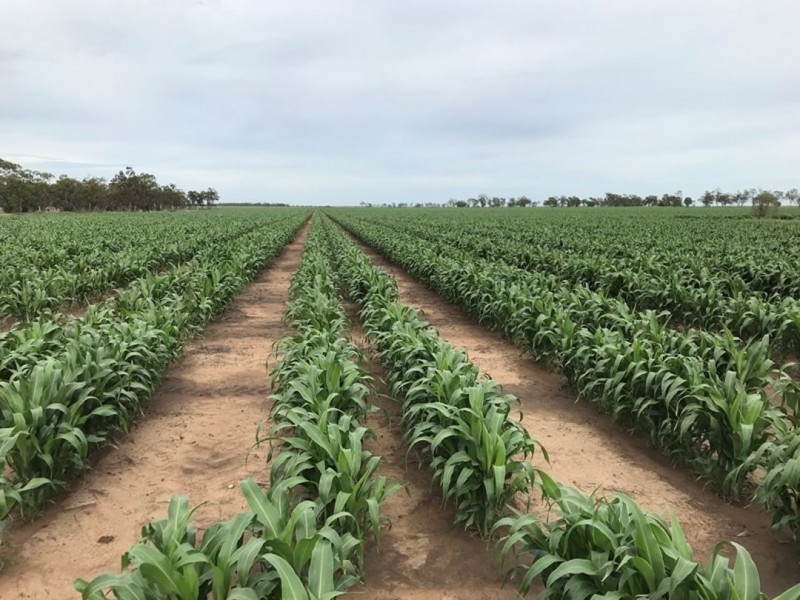 Willandra, Moree NSW 2400