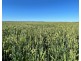 Tharlane, Wee Waa NSW 2388
