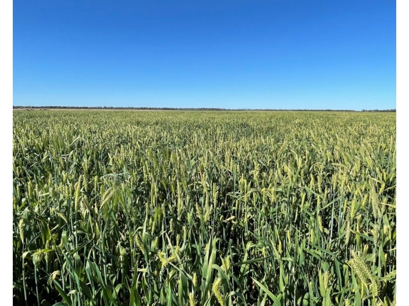 Tharlane, Wee Waa NSW 2388