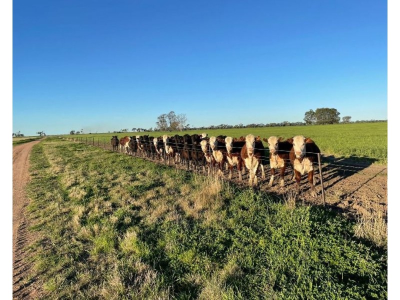 2871 Terry Hie Hie Road, Moree NSW 2400