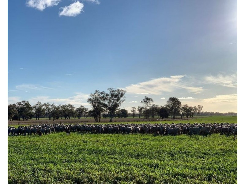 2871 Terry Hie Hie Road, Moree NSW 2400