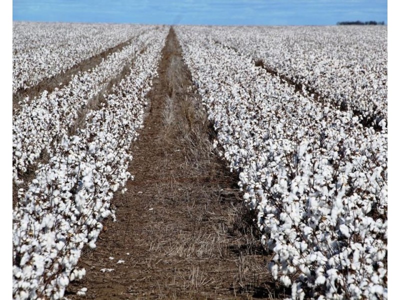 Milton Downs East, Bellata NSW 2397