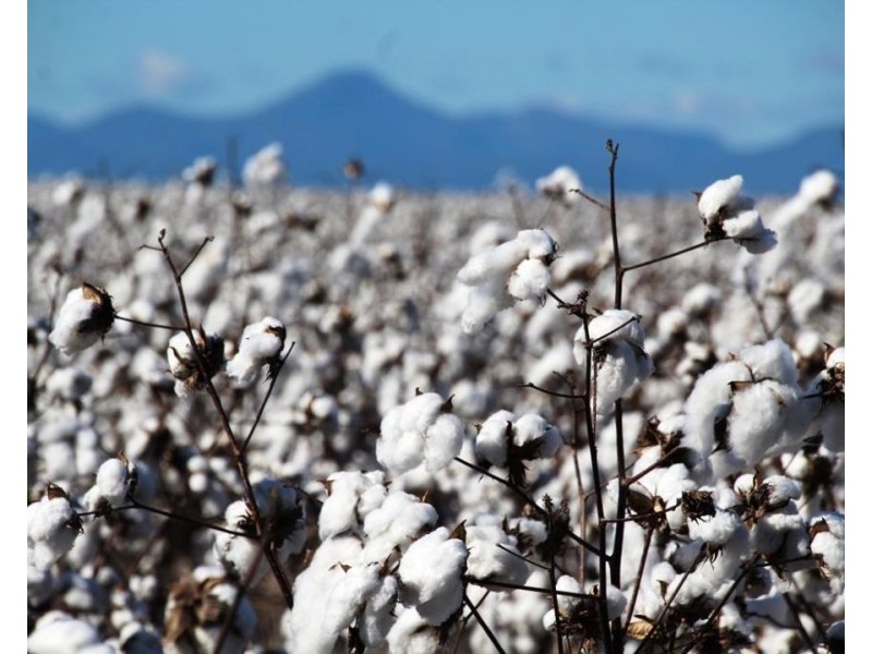 Milton Downs East, Bellata NSW 2397