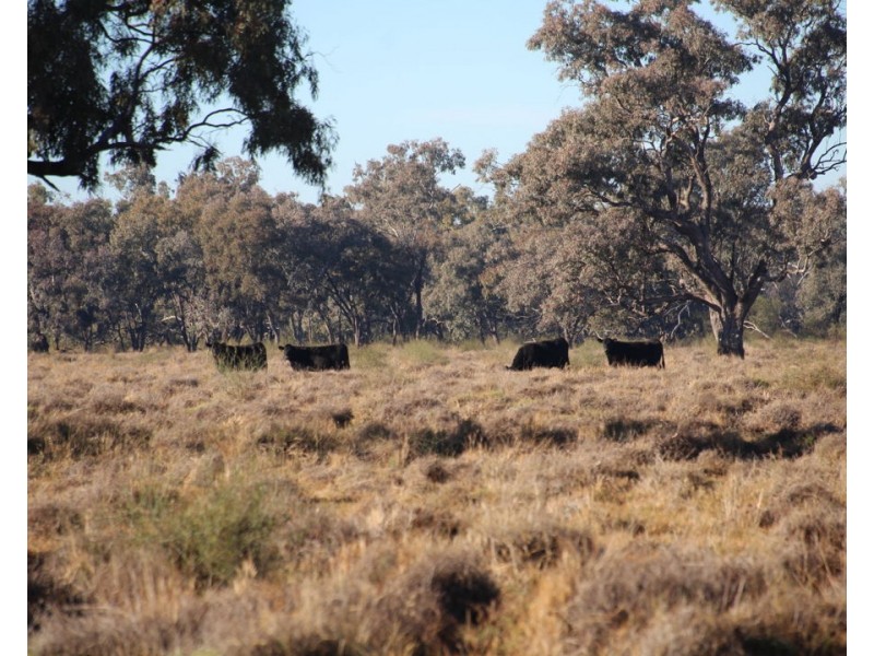 1075 MIDDLE ROUTE ROAD “FOREST LODGE”, Merah North NSW 2388