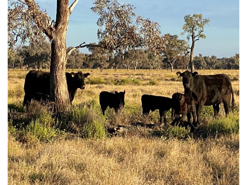 1075 MIDDLE ROUTE ROAD “FOREST LODGE”, Merah North NSW 2388