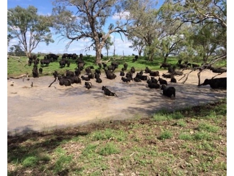 1075 MIDDLE ROUTE ROAD “FOREST LODGE”, Merah North NSW 2388