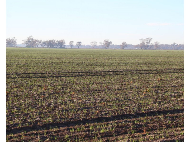 1075 MIDDLE ROUTE ROAD “FOREST LODGE”, Merah North NSW 2388