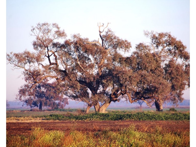 1075 MIDDLE ROUTE ROAD “FOREST LODGE”, Merah North NSW 2388