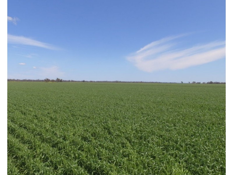 1075 MIDDLE ROUTE ROAD “FOREST LODGE”, Merah North NSW 2388