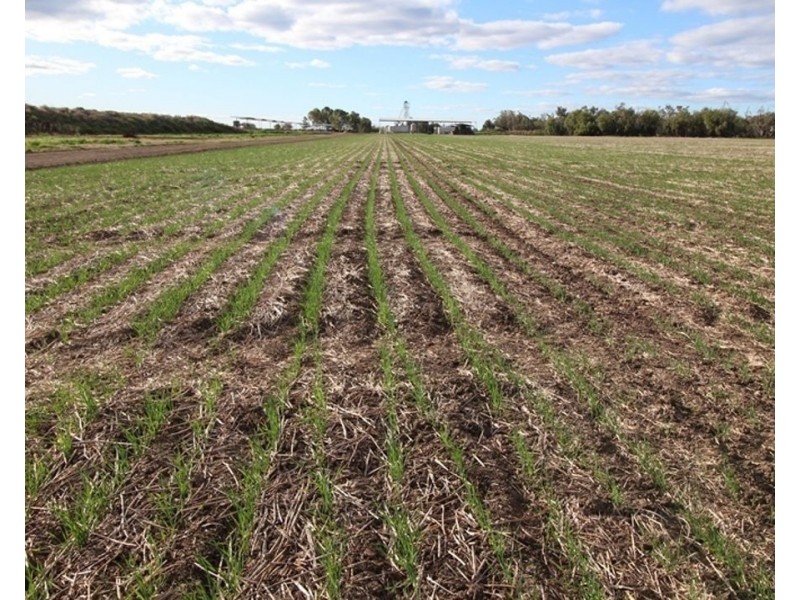 Welcannah, Moree NSW 2400