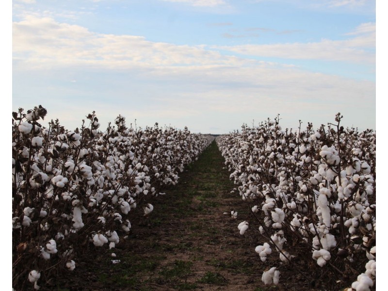 CHELSEA, Garah NSW 2405