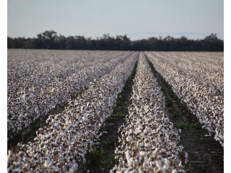 CHELSEA, Garah NSW 2405