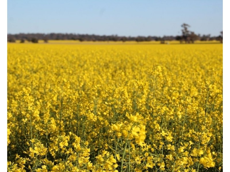 607 Fairfield Road, Boggabri NSW 2382