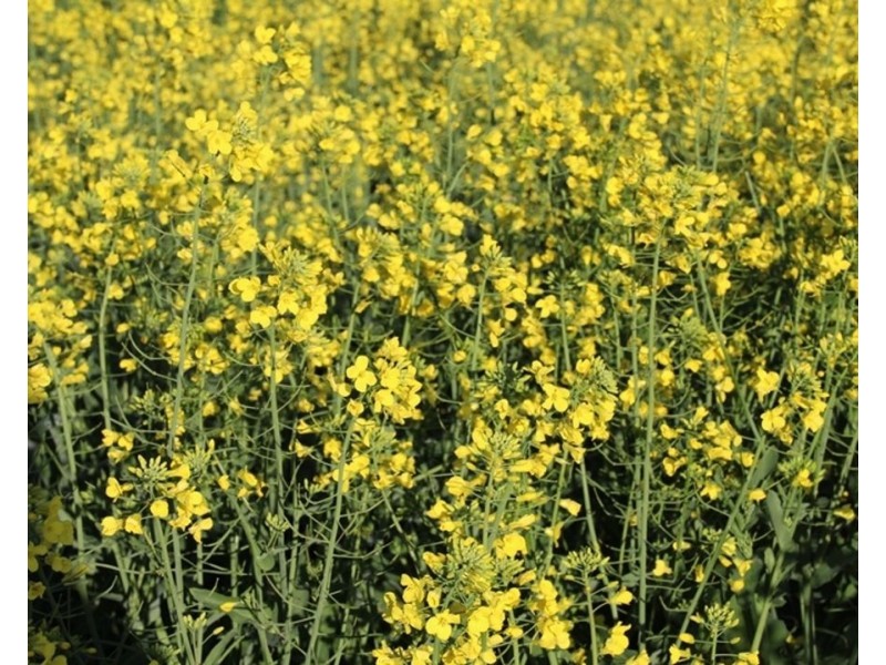 607 Fairfield Road, Boggabri NSW 2382